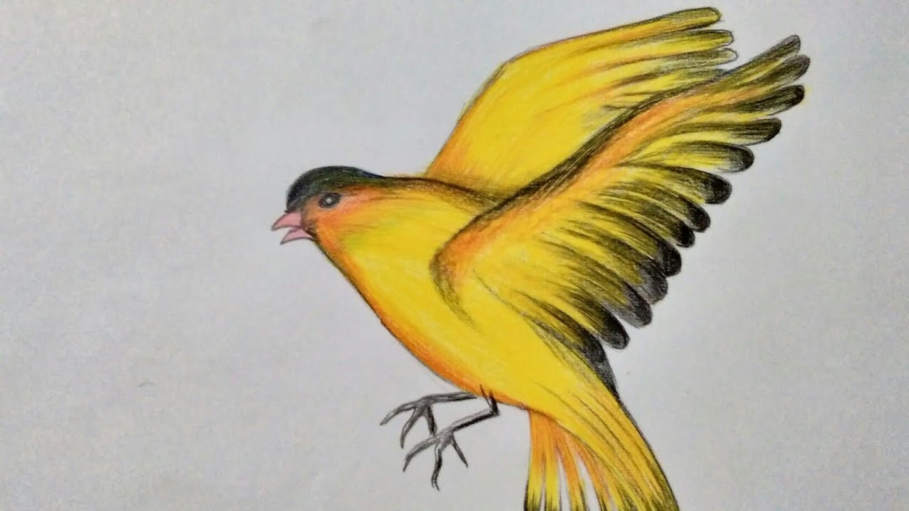 Drawing of Flying Bird - YouTube