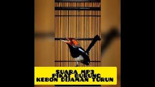MP3 suara pikat burung kebon di jamin turun.