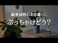観葉植物のある暮らし、実際どう？育てて後悔したこと | よかったこと