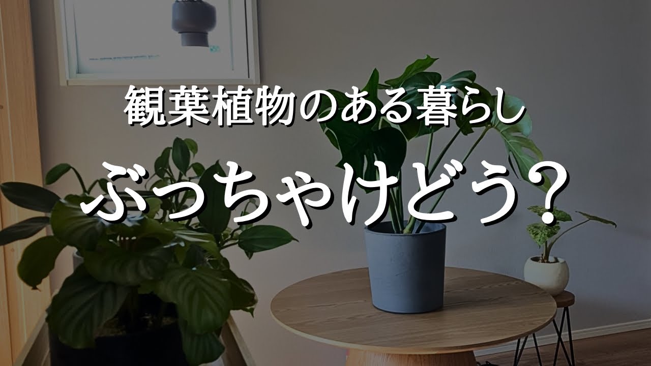 観葉植物のある暮らし、実際どう？育てて後悔したこと | よかったこと