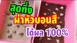 ผ่าหัวบอนสี ได้ผล100% สุดจริง