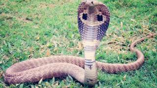 Largest Cobra Found - Largest Cobra Facts