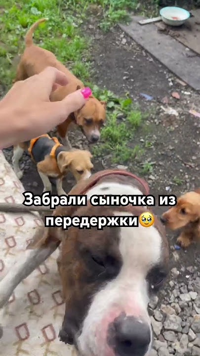#амстаффРаф подписывайся #стаффорд #лайфстайлблог #собака #животные # ...