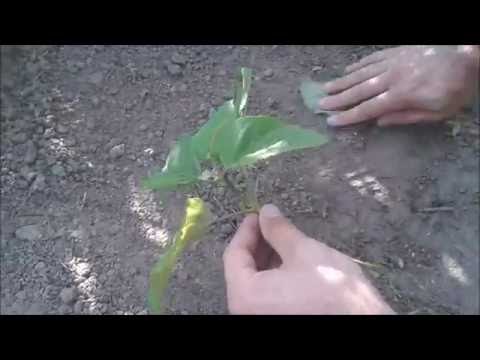 Video: Zullen pecannoten groeien uit stekken: stekken nemen van pecannoten