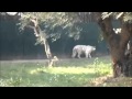 Tiger video, white tiger hungry waiting for food