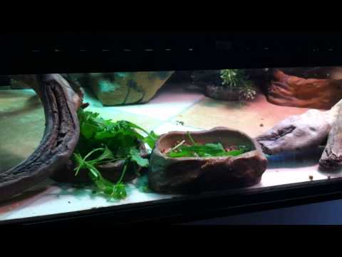How to dust crickets with calcium