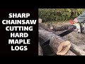 Sharp Chainsaw Cutting Hard Maple Logs Sharp Chainsaw Cutting Hard Maple Logs