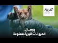 ووهان الصينية تحظر صيد وأكل الحيوانات البرية 