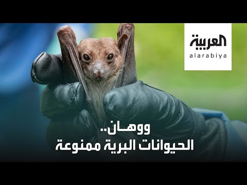 ووهان الصينية تحظر صيد وأكل الحيوانات البرية