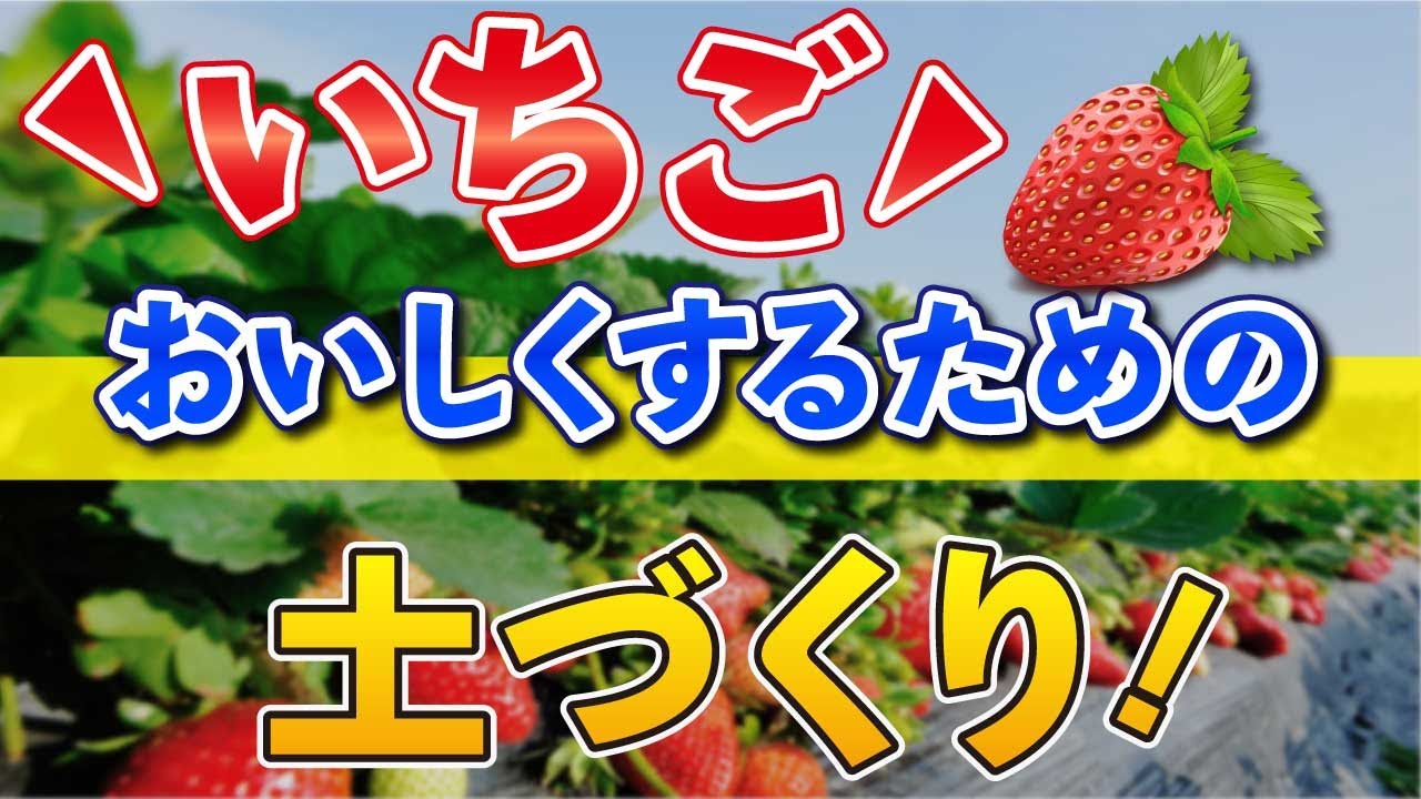 1 いちご栽培 10月にやる土づくり 家庭菜園 初心者も失敗しないポイント Youtube 1 いちご栽培 10月にやる土づくり 家庭菜園 初心者も失敗しないポイント Youtube