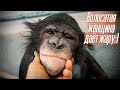 Волосатая женщина даёт жару! | Дан Запашный и Новости сегодня | Шимпанзе bonobo Боня и верблюды