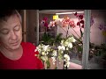 новой ОРХИДЕЕЙ продавец меня УБИЛ, обзор орхидеи из интернет магазина