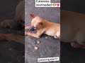 #ohh mere buggu#cute dog#dog lover#cute puppy#dog love#puppy face#viral#trending#shorts#shortsfeed