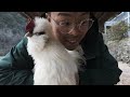 Building Our Chickens A Maximum Security Weasel-Proof Retreat