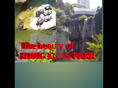 वीडियो: हांगकांग पार्क के लैंडस्केप गार्डन