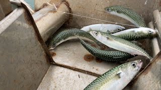 Hunting for a few late mackerel, belitronic jigging machines. Sea fishing Great Yarmouth Norfolk UK