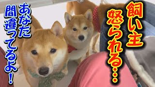 小夏屋 豆柴怪獣マメラ① mqdefault.jpg