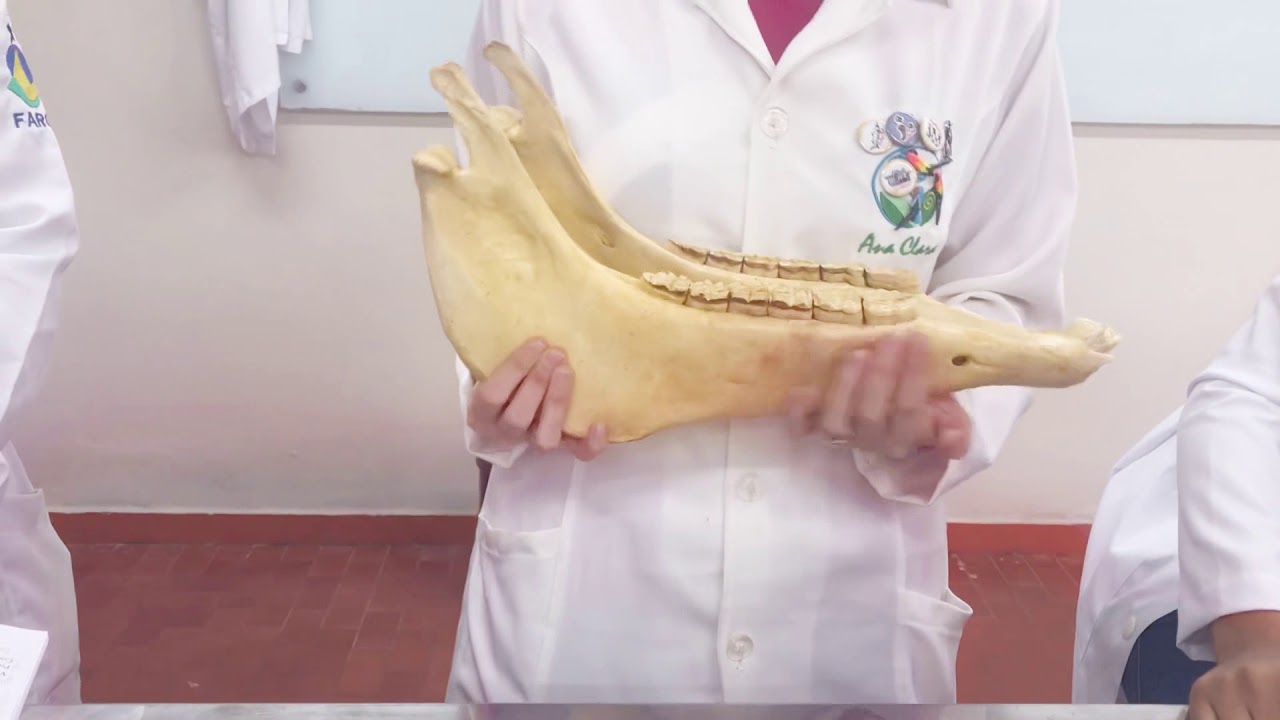 20 - Anatomia Animal - Mandíbula