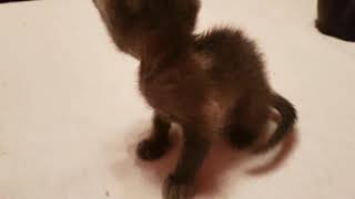 Iga Flat Chested kitten by KoratsFromPoland 1,310 views 6 years ago 39 seconds