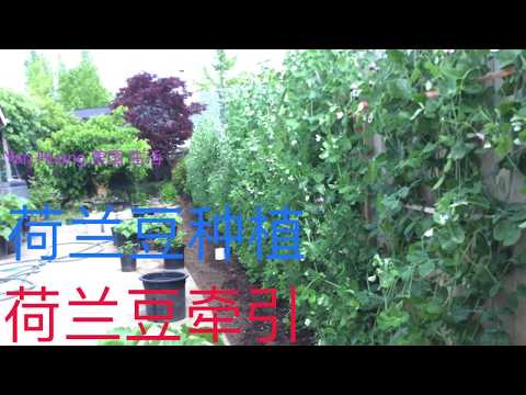 荷兰豆种植 / 荷兰豆牵引 /分享体验  How to plant snow peas https://youtube.com/@yanhuang6825