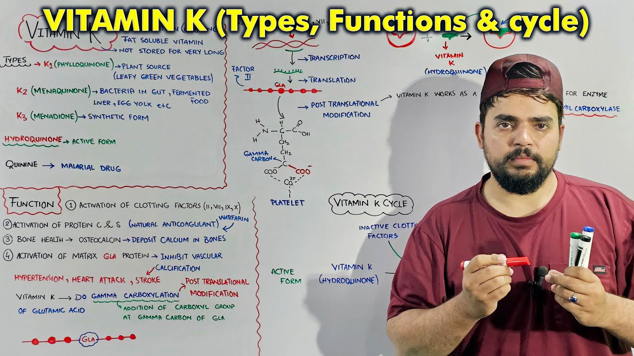 Vitamin K Explained Functions Types And Vitamin K Cycle Youtube 