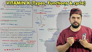Vitamin K Explained | Functions, Types, and Vitamin K Cycle