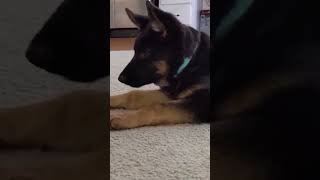 Old Dog and Puppy Fight Over Chew Toy #caninecomedy #germanshepherd #keeshond
