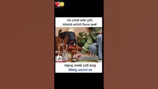 ඒක ඇත්තක් ❤️🙂👍 #viral #trendingshorts #shorts