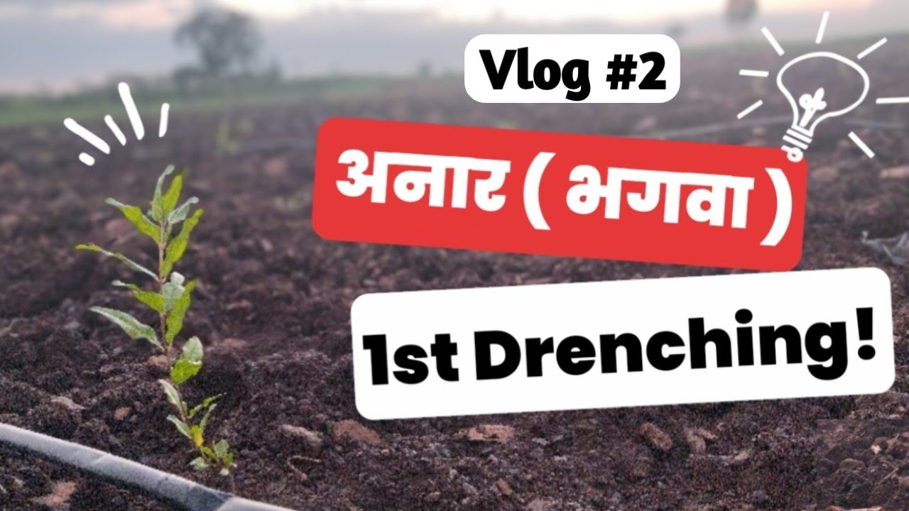 अनार का पहला ड्रैंचिंग | Pomegranate 1st Drenching | डाळिंबाची पहिली आळवणी |#pomogranate #डाळिंब 