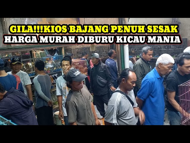 HARGA MURAH DI BURU KICAU MANIA!!! UPDATE HARGA BURUNG DI KIOS BAJANG PASAR BURUNG PRAMUKA HARI INI class=