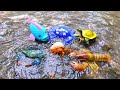 Looking for sea crab, barracuda fish, giant lobster, gold fish, turtle - Part211