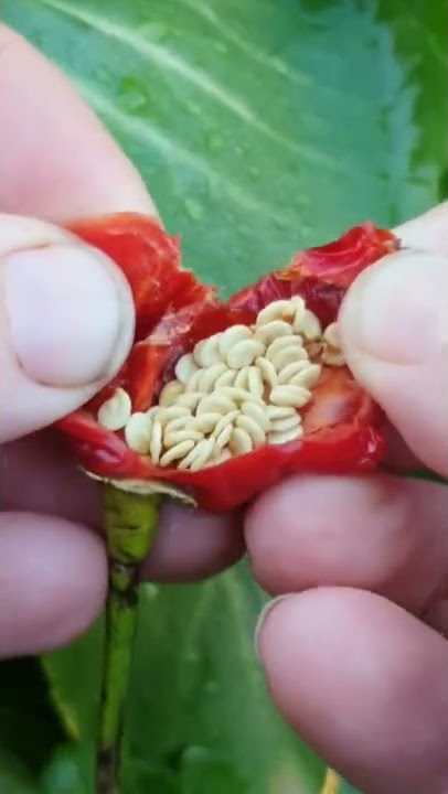 How To Save Chilli Seeds / GG The Garden Girl # gardening