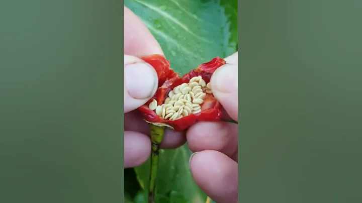 How To Save Chilli Seeds / GG The Garden Girl # gardening