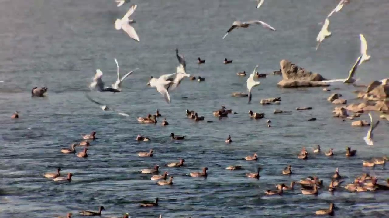 Birdwatching Real Wildlife Footage Solvia ED 8x32 AI Binoculars