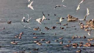 Birdwatching Real Wildlife Footage Solvia Ed 8X32 Ai Binoculars