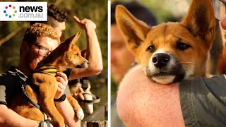Dingo pups enjoy empty zoo tour during lockdown