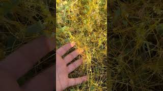 Küsküt Otu Nasıl Bir Bitkidir? How Cuscuta Attaches And Feeds On Plants