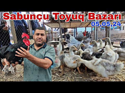 Sabunçu Toyuq Bazarı 5 may 2024 @mubarizemintv2271 Cücə satışı,  0507981133
