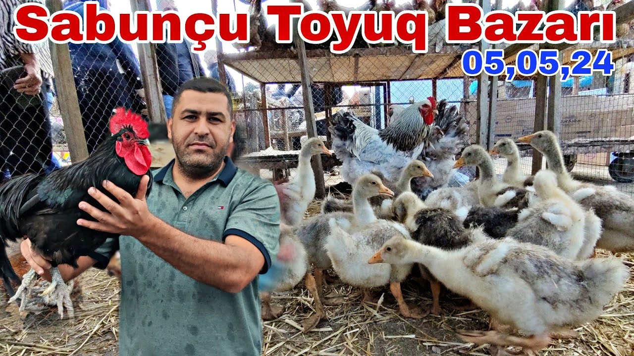 Sabunçu Toyuq Bazarı 5 may 2024 @mubarizemintv2271 Cücə satışı,  0507981133