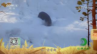 《秘境之眼》 紫貂 20230220| CCTV