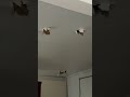 Professional Possum Removal Sydney | Safe & Humane Possum Relocation