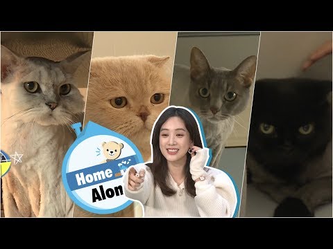 Jung Ryeo Won Started Living With Her Four Cats! [Home Alone Ep 261]