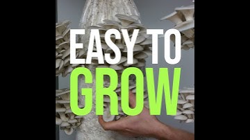Try Growing OYSTER Mushrooms! | Grocycle #shorts