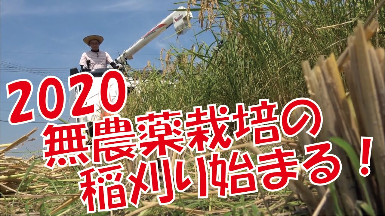 2020.8月無農薬栽培で育てた、【コシヒカリ】をクボタのコンバイン