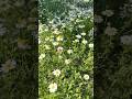 Breathtaking Slow Motion Honey Bee: Unveiling Nature’s Marvels #NatureInMotion