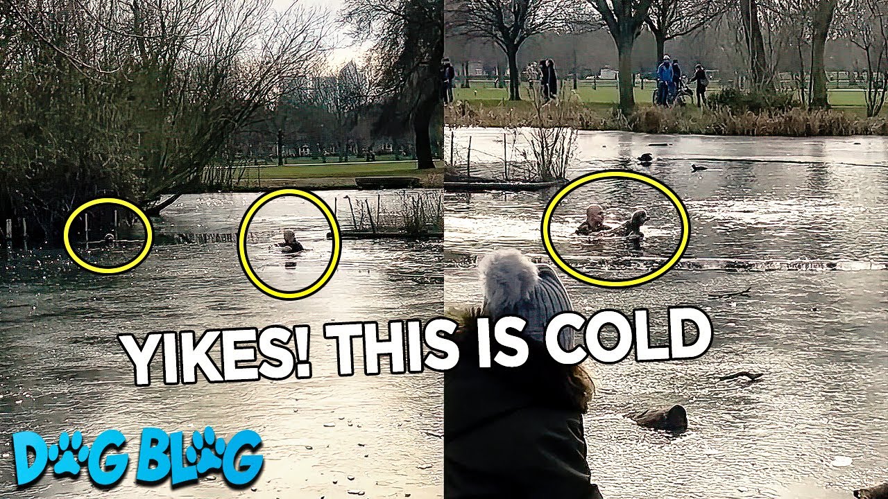 Dog is Rescued From Frozen Lake After Chasing a Duck - YouTube