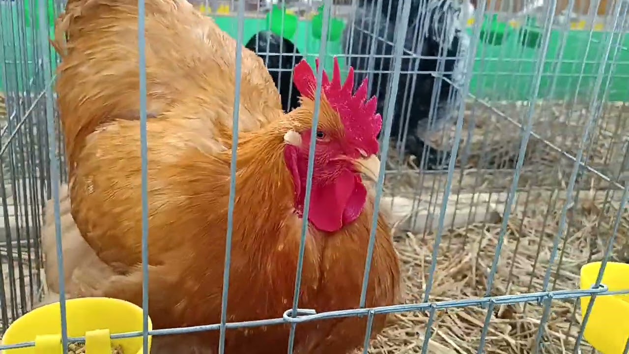 Expoziția județeană de păsări și animale mici de rasa Tg Jiu 2025. Iepuri, găini, porumbei, rațe