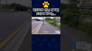 방송중 로드킬 직전 유기견 발견한 유튜버..#강아지 #차 #도로