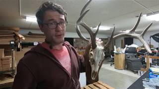 European Deer Mount