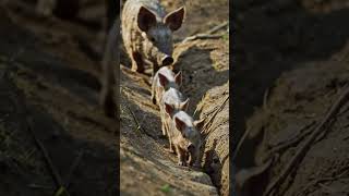 Ep.7 Spatial Cognition (地形適應) #behavioralecology #ethology #susscrofa #wildboar